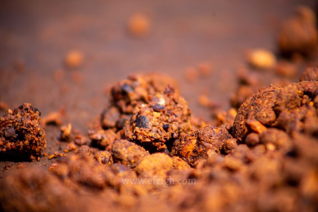 grounded-shea-nut-scaled.jpg